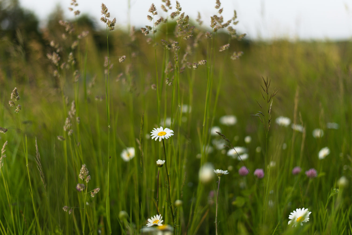 Wildflowers in a grassy field with a blurred background